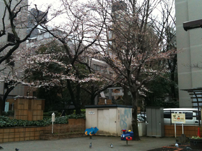sakura10-1.jpg