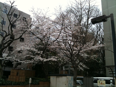 sakura10_2.jpg