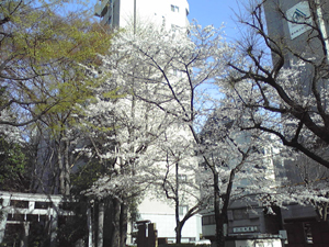 八重桜